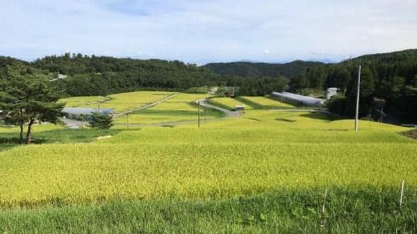 棚田の減農薬など推進に向けた実証実験　新潟県佐渡市で開始　NTTドコモ