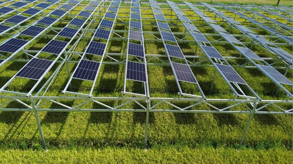 営農型太陽光発電における複数の作物、品種、栽培方法を検証　千葉大学