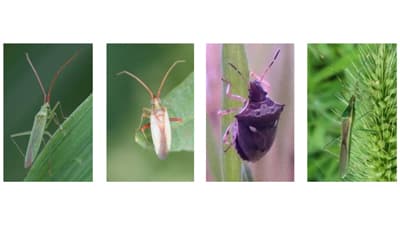 【注意報】斑点米カメムシ類の多発に注意　富山県