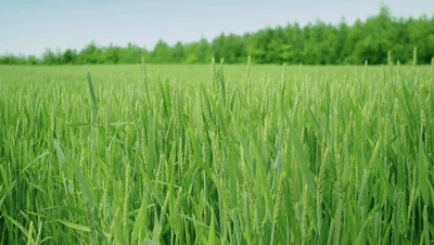 【注意報】コムギにうどんこ病　県内全域で多発のおそれ　愛知県