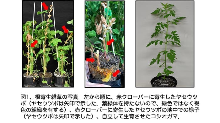 根寄生雑草が宿主植物由来の発芽シグナル分子　生産能力を有すると解明　明治大
