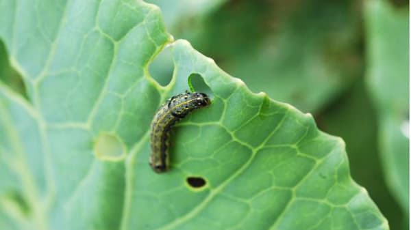 【注意報】ダイズ、野菜類、花き類にハスモンヨトウ　県内全域で多発のおそれ　滋賀県