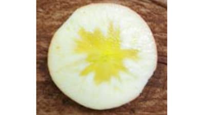 みつ入りリンゴをゲノムから読み解く　選抜用DNA マーカーを開発　農研機構