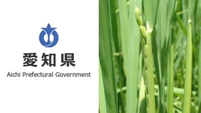 【注意報】水稲にイネカメムシ　県内全域で多発のおそれ　愛知県