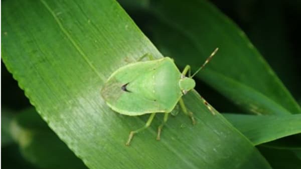 【注意報】ミナミアオカメムシ　県内全域で被害多発のおそれ　滋賀県