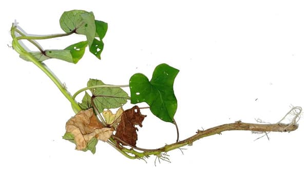 【特殊報】サツマイモ乾腐病　県内で初めて確認　佐賀県