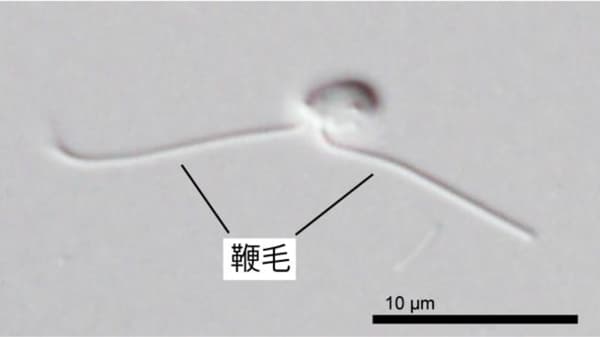 原生生物Glissandraを再発見　未解明系統CRuMsに共通する特徴を解明