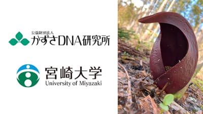 発熱植物ザゼンソウの生存戦略に手がかり　積雪に強く多様性が高いことが明らかに