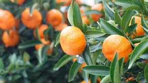 カンキツ、ナシ等に果樹カメムシ類　県本土で多発のおそれ