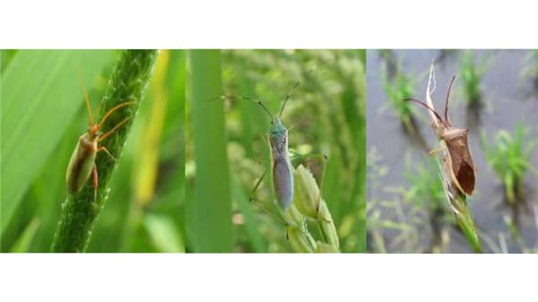 【注意報】水稲に斑点米カメムシ類　県内全域で多発のおそれ　宮城県