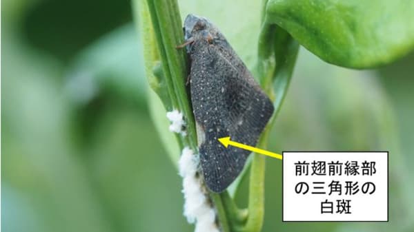 【特殊報】果樹などにチュウゴクアミガサハゴロモ　県内で初めて確認　兵庫県