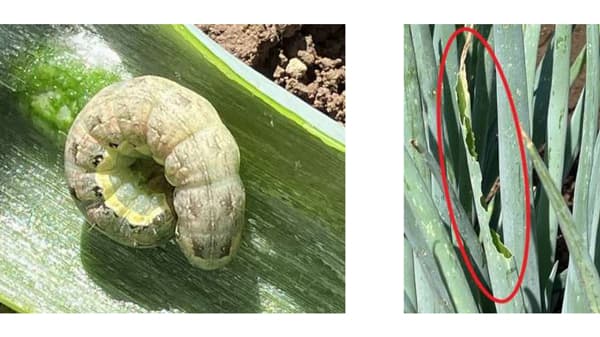 【注意報】ねぎにシロイチモジヨトウ　県内全域で多発のおそれ　宮城県