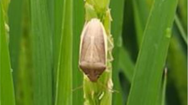 【注意報】イネカメムシ　県中部、西部、東部地域で多発　群馬県