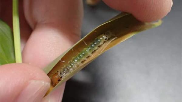 【特殊報】タケ類にシナチクノメイガ　府内で初めて確認　大阪府