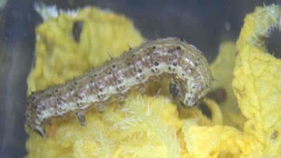 【注意報】野菜花きにオオタバコガに県内全域で多発のおそれ　山形県