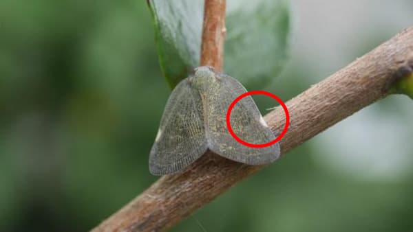 【特殊報】チュウゴクアミガサハゴロモ　県内の園芸作物で初めて確認　高知県