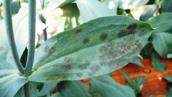 【特殊報】トルコギキョウ斑点病　県内で初めて確認　秋田県