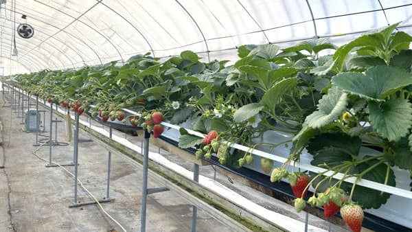 CO2排出量実質ゼロの農業用ハウスへ　島根と三重で取り組み開始　イオン