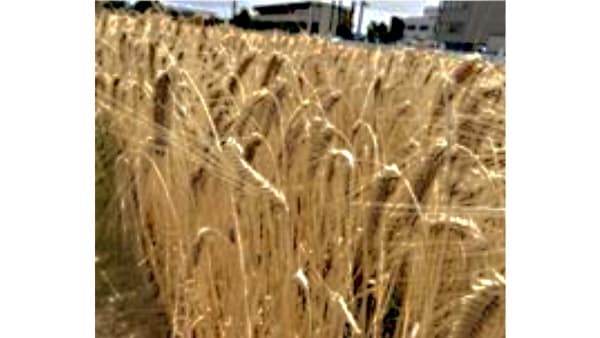 ジャパニーズウイスキー向けオオムギ新品種「こはく雪」開発　農研機構