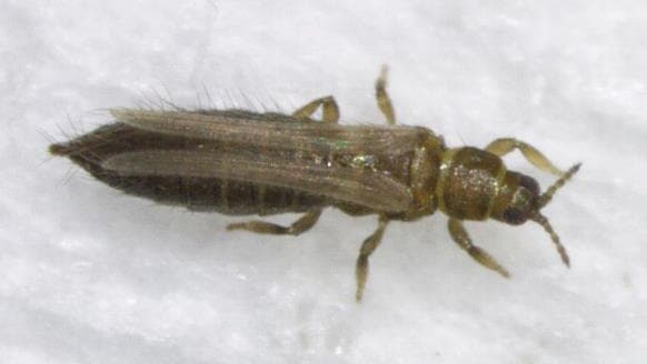 【特殊報】タマネギえそ条斑病　県内で初めてタマネギほ場で確認　和歌山県