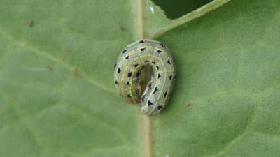 【注意報】大豆にハスモンヨトウ　県内全域で多発のおそれ　大分県