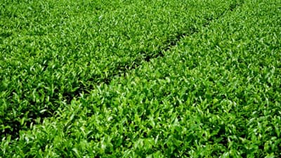 【注意報】茶に炭疽病　県内全域で多発のおそれ　長崎県