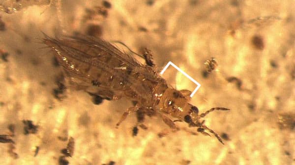 キクにクロゲハナアザミウマ　県内で初めて確認