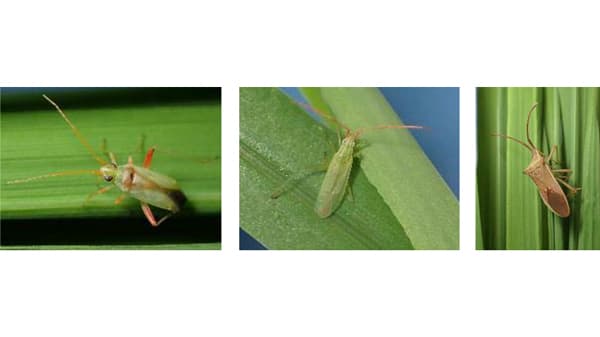 【注意報】水稲に斑点米カメムシ類　府内全域で多発のおそれ　大阪府