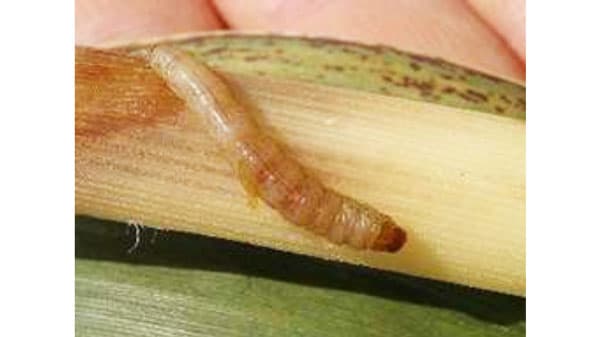 【注意報】さとうきびにメイチュウ類　八重山群島、多良間島で多発のおそれ　沖縄県