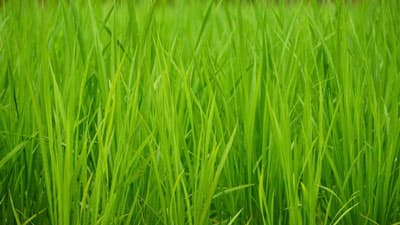 ヒメトビウンカ多発生　イネ縞葉枯病対策へ適期防除を