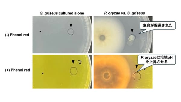 イネいもち病菌はポリアミンの産生を通じて放線菌の増殖を促進　東京理科大