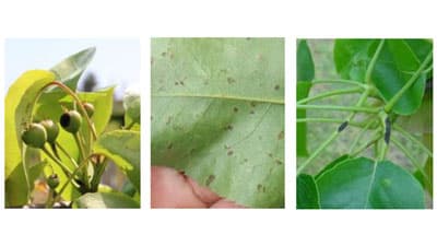 新甘泉、幸水に「ナシ黒星病」県下全域で発生