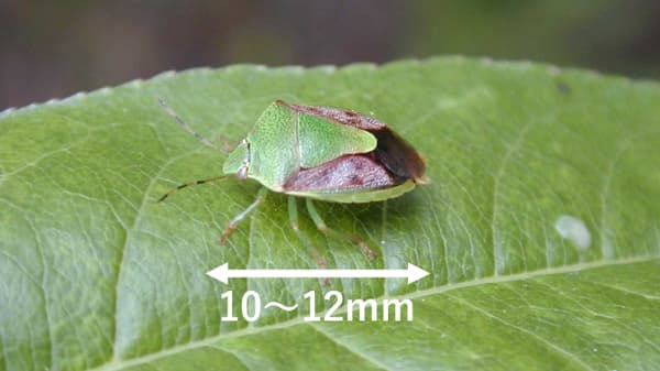 【注意報】果樹カメムシ類　県南部地域で多発のおそれ　徳島県