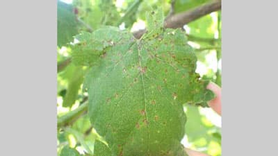 ブドウに黒とう病　県内全域で多発