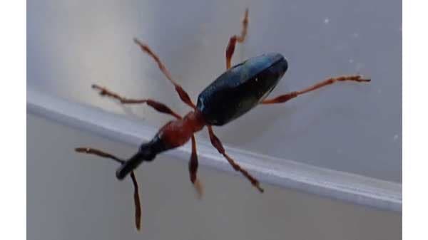 かんしょに「アリモドキゾウムシ」　県内で初めて確認