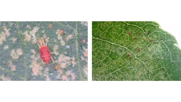 【注意報】ナシにハダニ類　県下全域で多発のおそれ　鳥取県