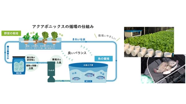 循環型農業「アクアポニックス」事業に参入決定　ガスパル