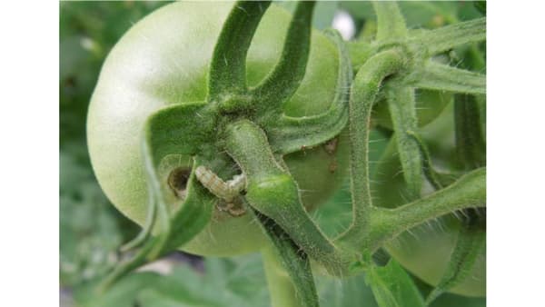 【注意報】野菜・花き類にオオタバコガ　県下全域で多発のおそれ　岐阜県