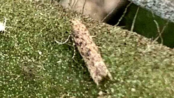 トマトキバガのトラップでの誘殺　県内で確認