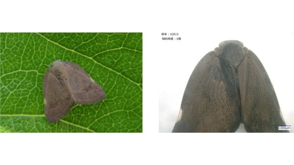 【特殊報】カキ園地でチュウゴクアミガサハゴロモ　県内で初めて確認　奈良県