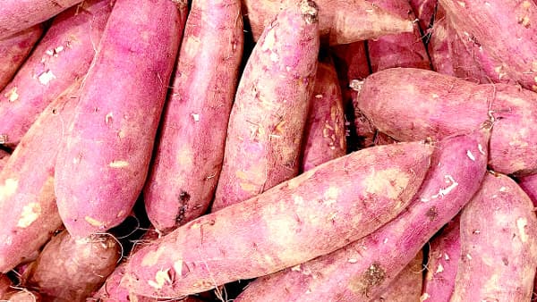 サツマイモ基腐病　県内で初めて確認