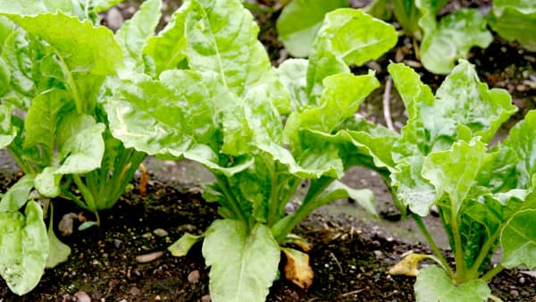 てんさいの褐斑病が早発　すみやかに防除を