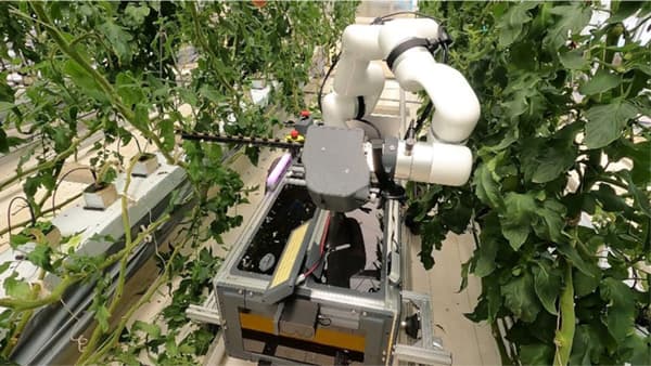 トマトの下葉処理　自動化ロボット開発　エンドエフェクタ交換で収穫に応用も　農研機構