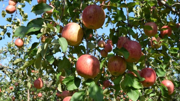 【注意報】県内各地のりんご園地でハダニ類が多発　岩手県
