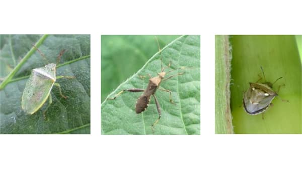 【注意報】ダイズ吸実性カメムシ類　県下全域で多発に注意　富山県