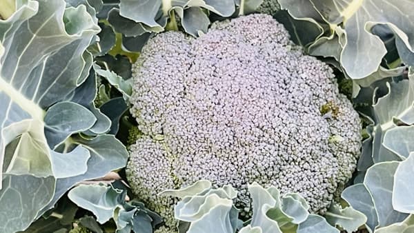 【注意報】あぶらな科野菜のコナガ　全道で多発のおそれ　北海道
