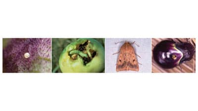 【注意報】なす科果菜類にオオタバコガ　府内全域で多発のおそれ　大阪府