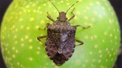 【警報】果樹全般に果樹カメムシ類　県下全域で最大限の警戒を　鳥取県