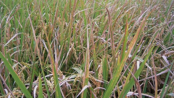 イネが病原菌の感染力の源を検出　免疫を誘導する仕組みを解明　近畿大学