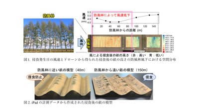 土と作物を守る防風林の効果を畑の畝の形から可視化　森林総研